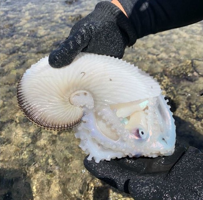 Espécie conhecida como Paper Nautilus