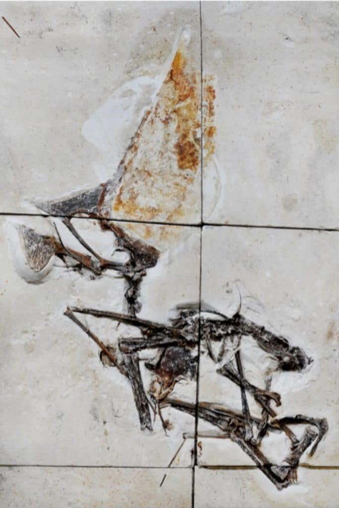 Fóssil de um Tupandactylus navigans