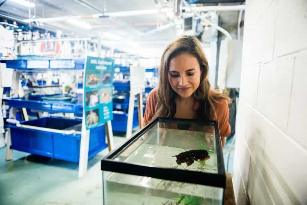 A cientista Alexandra Schnell, olhando para um aquário contendo um choco, um tipo de molusco parente de polvos e lulas