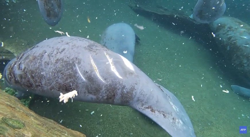 manatee peixe-boi
