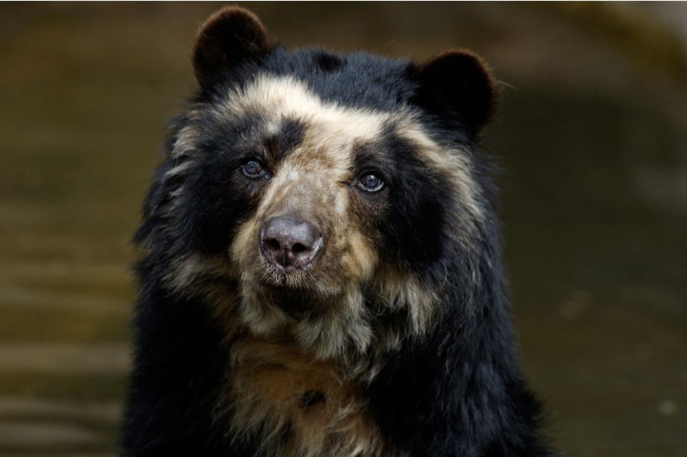 Imagem mostra um urso-de-óculos olhando para a câmera com curiosidade. Ele está à beira de um lago