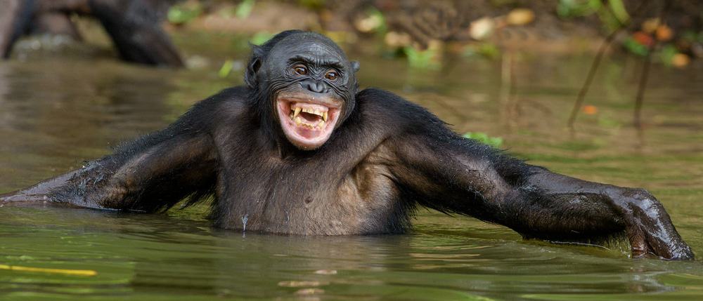 Imagem mostra um bonobo, um primata próximo dos chimpanzés, que entendem sinais como "oi" e "tchau" e os praticam em interações sociais, segundo novo estudo
