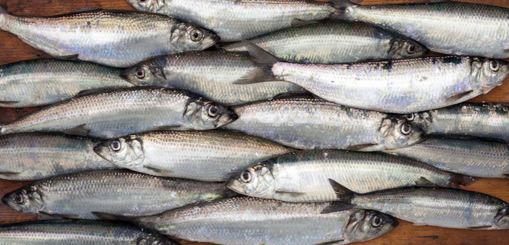 Foto mostra vários areques dispostos em uma mesa: aquecimento global está afetando a sobrevivência de espécies comuns de peixes, o que pode atrapalhar nossa segurança alimentar