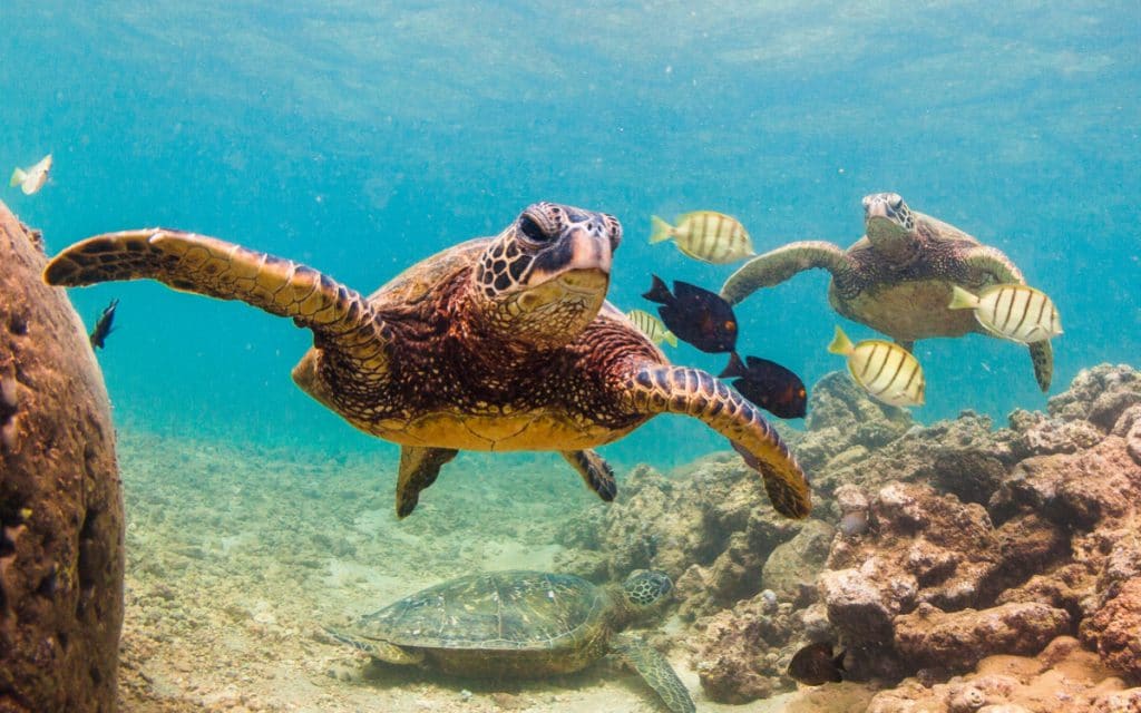 Imagem mostra tartarugas marinhas nadando em meio a peixes no fundo do oceano. Especialistas afirmam que o aquecimento global está criando zonas mortas, que podem comprometer a vida marítica