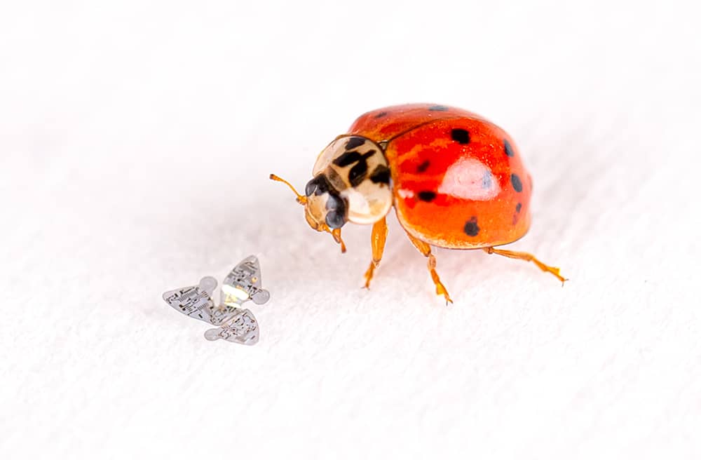 Microflier, o chip com asas é a menor esttutura voadora já criada pelo ser humano