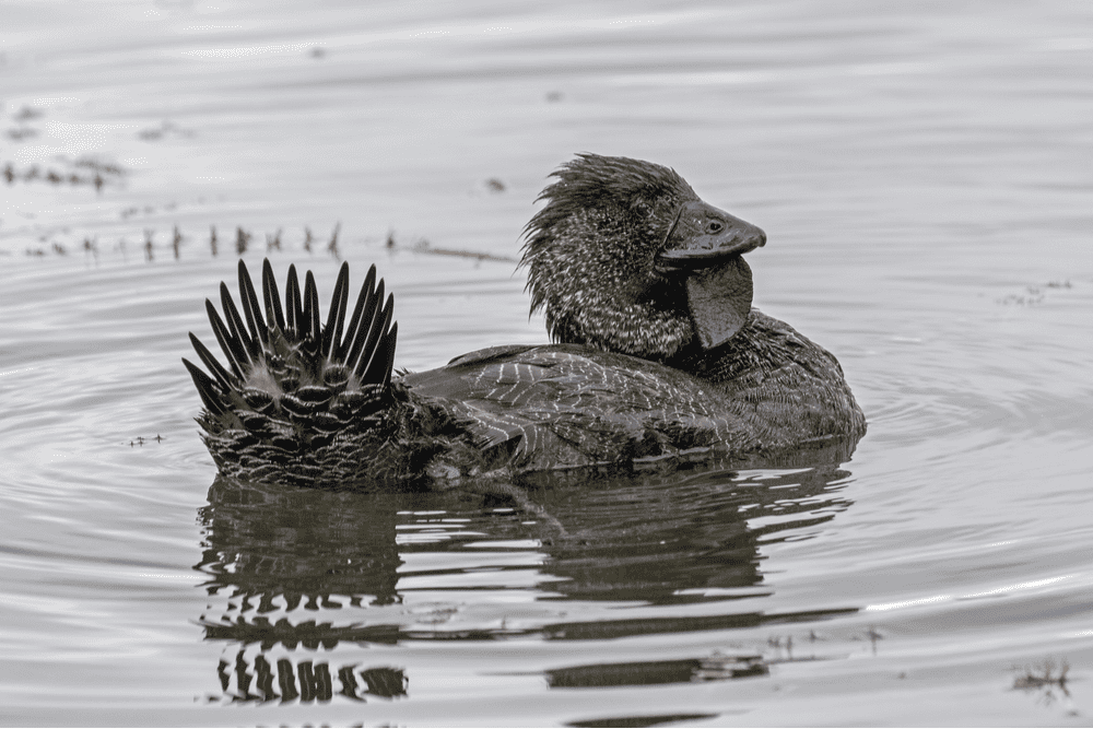 Foto mostra um papo-de-papada macho nadando em uma lagoa na Austrália. Um exemplar desse tipo de pato aprendeu a xingar como os humanos