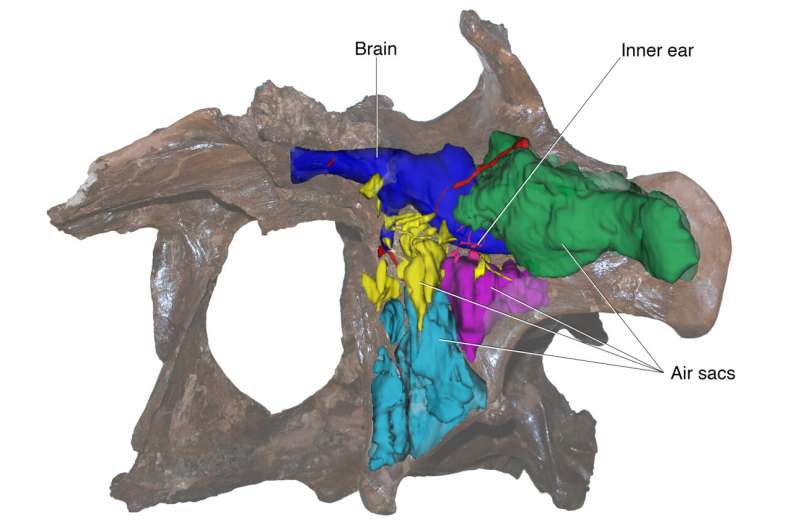 Imagens produzidas por tomografia mostram o lado interno da caixa craniana de um Daspletossauro, revelando que o animal trazia detalhes incomuns em sua cabeça que o diferem de outros de sua espécie