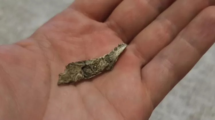 Imagem mostra o fóssil de um mini crocodilo pré-histórico