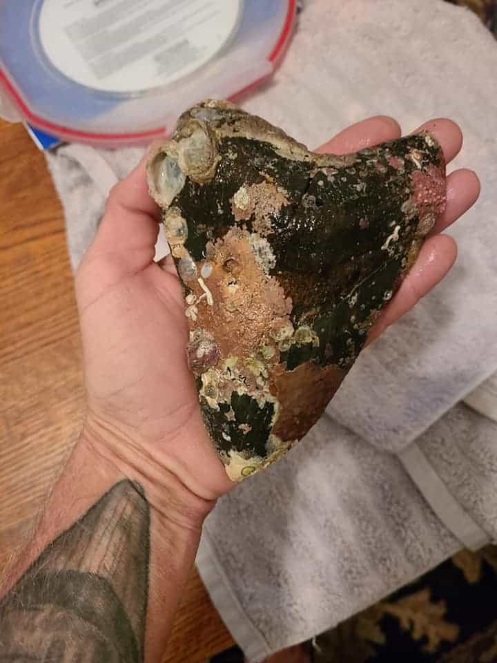 Dente imenso de megalodon
