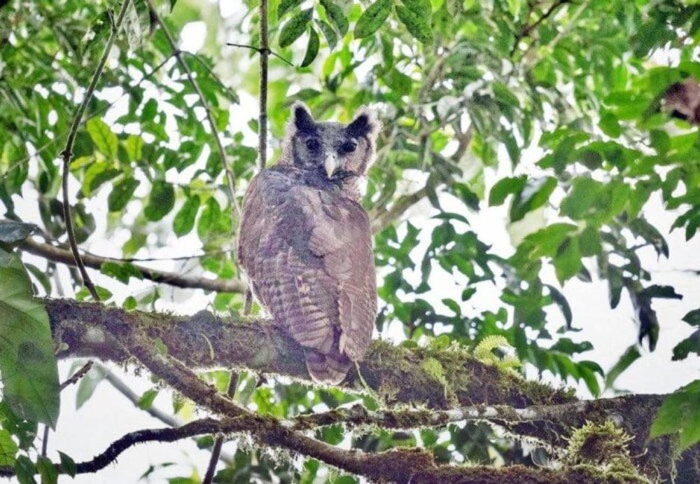 Imagem da Coruja gigante de Shelley, desaparecida há 150 anos mas que foi recentemente avistada na África