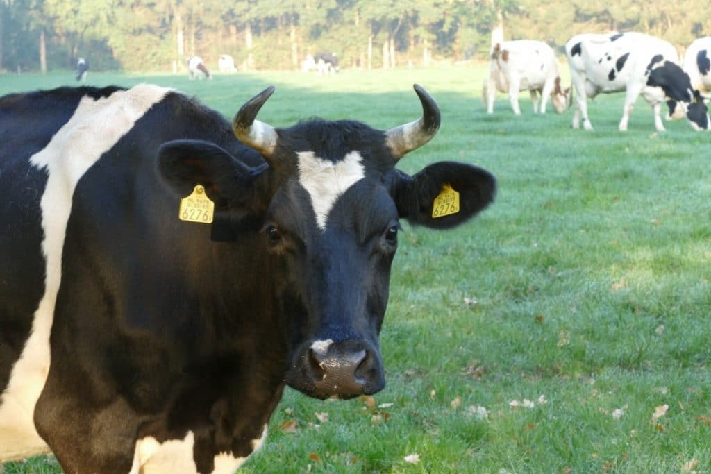 Vacas em um pasto
