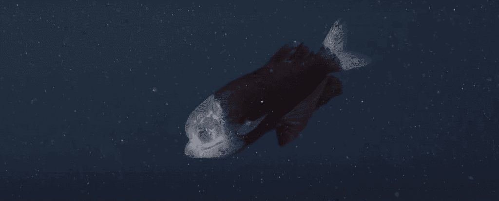 peixe