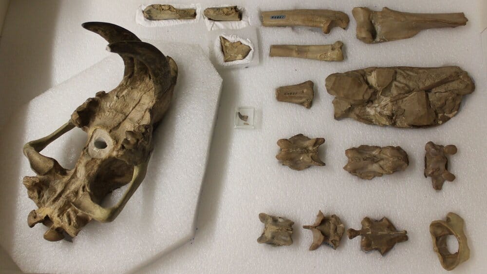 Imagem mostra o fóssil da nova espécie de tigre-dentes-de-sabre, o Eusmilus adelos