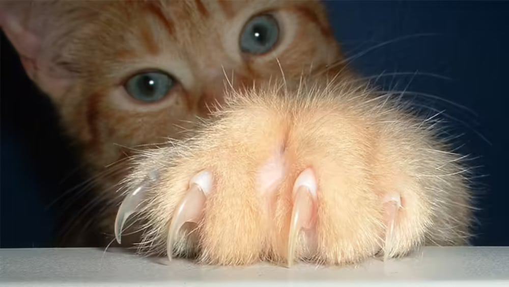 Imagem mostra um gato ao fundo com suas garras evidentes à frente, simbolizando estudo sobre gatos serem ou não psicopatas