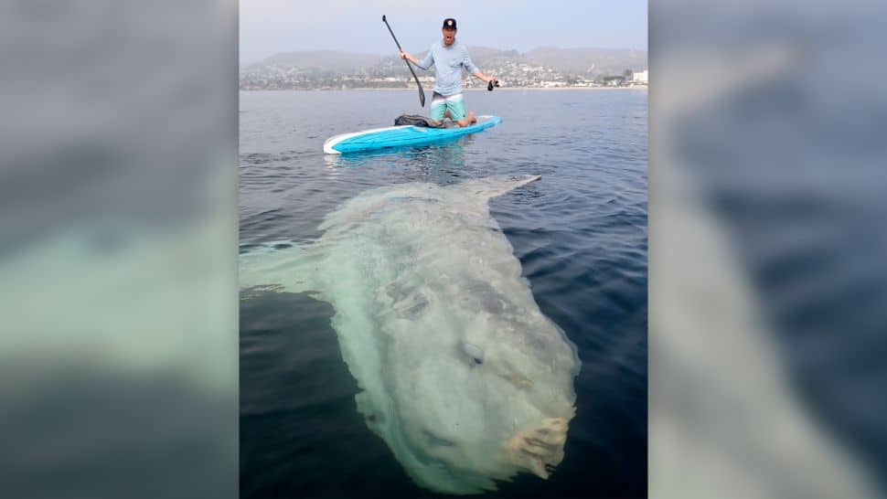 Um peixe-lua faz uma visita a um banhista em praia na Flórida: espécie de peixe gigantesco pode chegar a duas toneladas