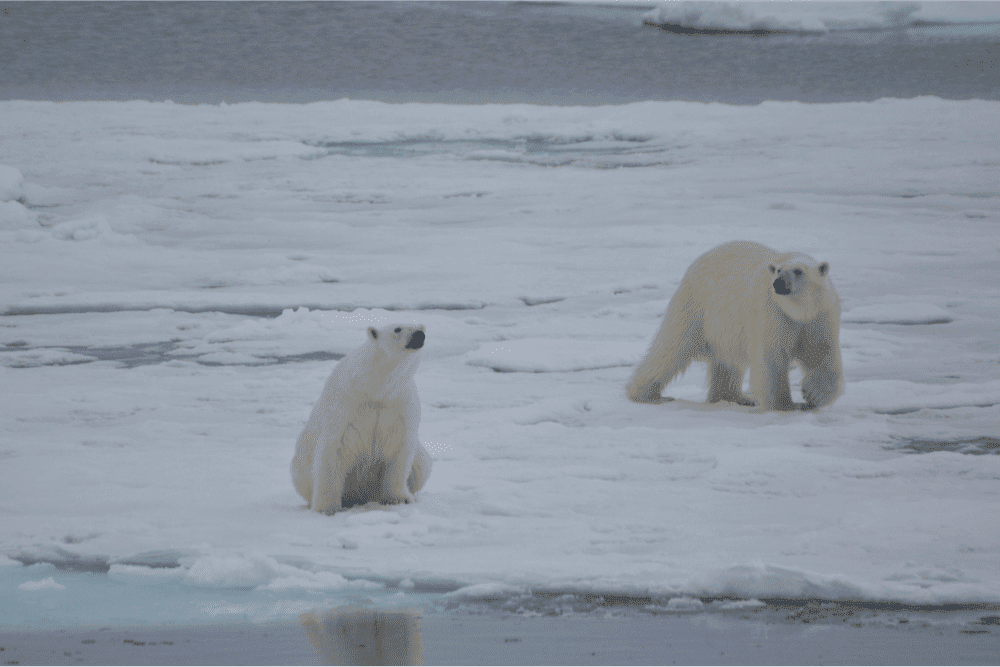 Imagem mostra dois ursos polares em uma paisagem de gelo, simbolizando o Ártico e seu aumento de temperatura