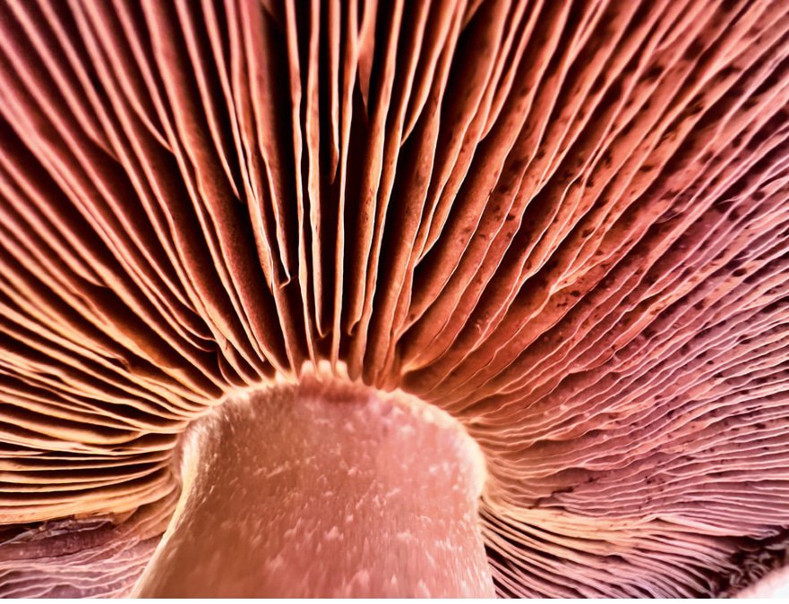 Imagem tirada com a câmera macro do iPhone 13 Pro