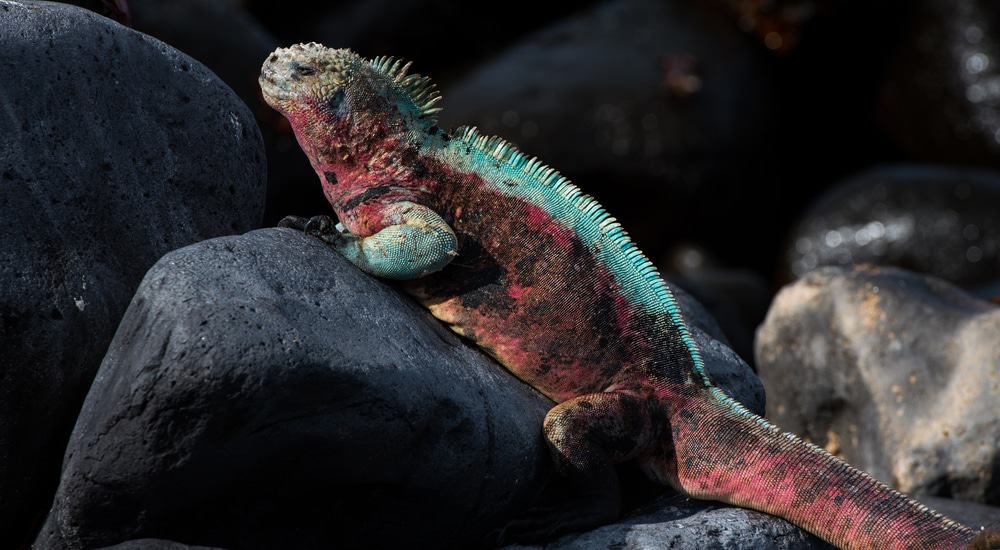 Iguanas “invasoras” foram poupadas da extinção: descoberta genética muda tudo As iguanas de Clarion Island, no México, estavam prestes a ser exterminadas sob a acusação de serem uma espécie invasora. No entanto, novas pesquisas genéticas mostraram que esses répteis espinhosos, conhecidos como iguanas-de-cauda-espinhosa (Ctenosaura sp.), na verdade, são nativos do local e chegaram muito antes dos humanos. Iguanas “invasoras” foram poupadas da extinção: descoberta genética muda tudo