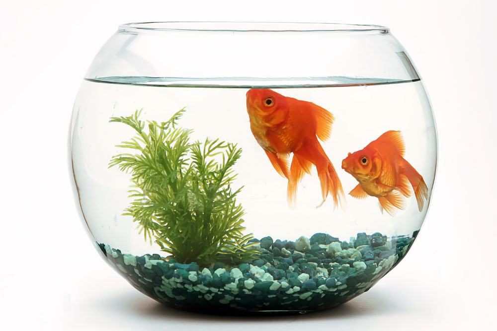 Dois peixes dourados dentro de um aquário redondo 