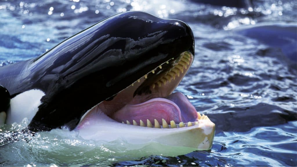 Imagem mostra uma orca com os dentes à mostra, parecendo um sorriso
