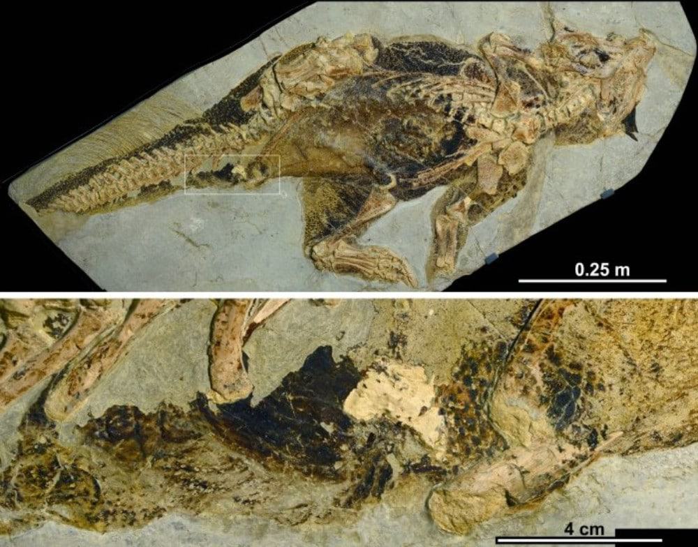 A cloaca - a versão do ânus para dinossauros - era "mil e uma utilidades", lhes permitindo excretar fezes, urina, acasalar e botar ovos pelo mesmo canal