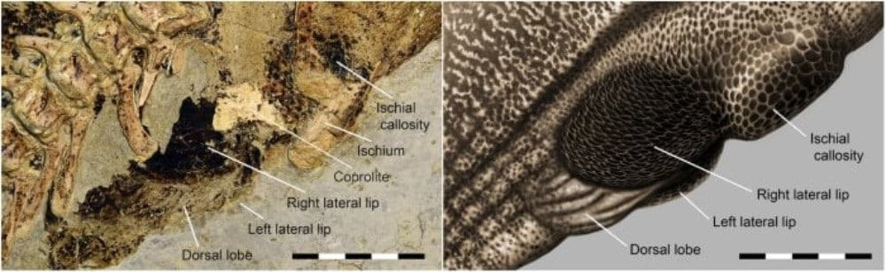 O detalhamento do órgão excretor dos dinossauros mostra que haviam diversas semelhanças entre eles e os animais atuais - mas também foram apontadas algumas diferenças