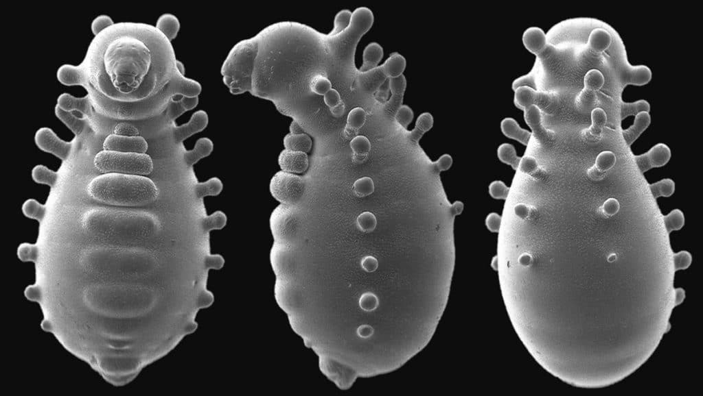 As larvas da formiga Monomorium triviale dão origem a rainha e operárias fêmeas por partenogênese, ou seja, uma colônia que não precisa de machos para ter filhos