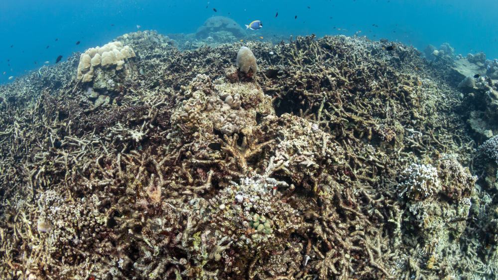 A Barreira de Corais na Austrália vem enfrentando episódios de "embranquecimento" devido ao aquecimento global, o que pode causar severas consequências ambientais