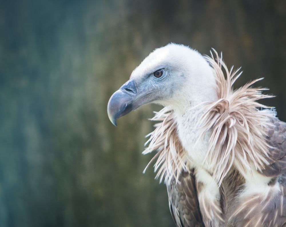 Um grifo, uma espécie de abutre de cabeça branca, é uma das aves de rapina ameaçadas pelo envenenamento por chumbo, decorrente da caça esportiva na Europa