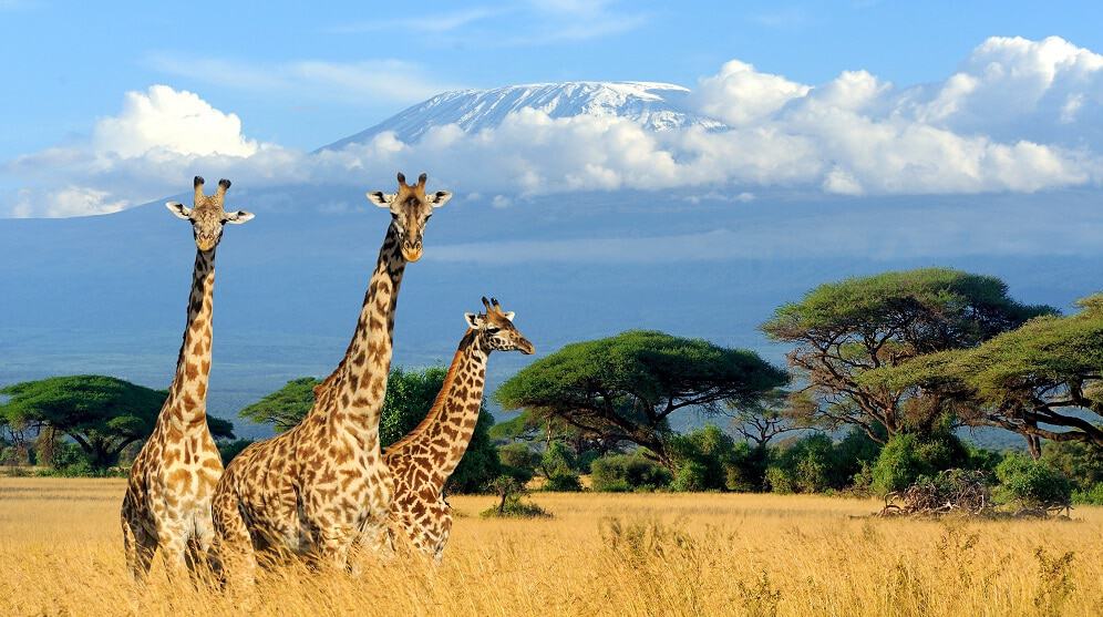 Girafas
