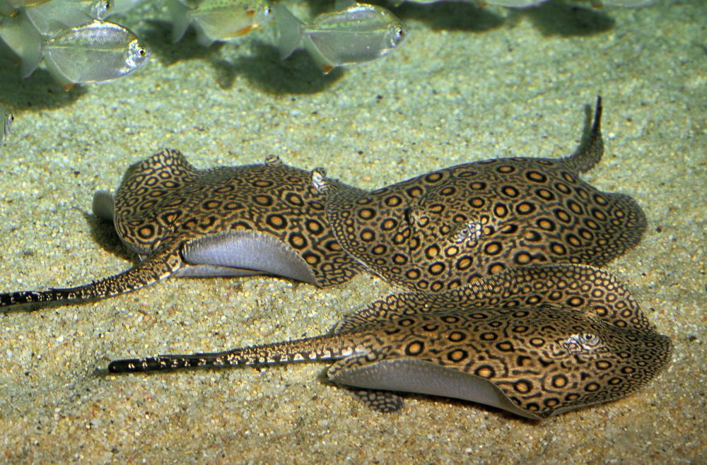 Arraias de água doce, assim como peixes ciclídeos, são capazes de somar ou subtrair números menores - uma capacidade que eles desenvolveram sem uma necessidade aparente, segundo estudo
