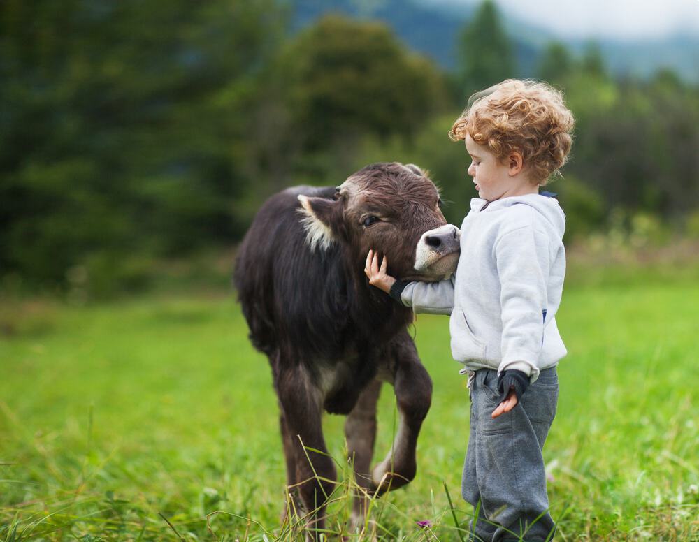 Animais de fazenda são facilmente reconhecidos como meio de produção para a indústria alimentícia, mas essa percepção não é presente em crianças com menos de 11 anos, de acordo com estudo