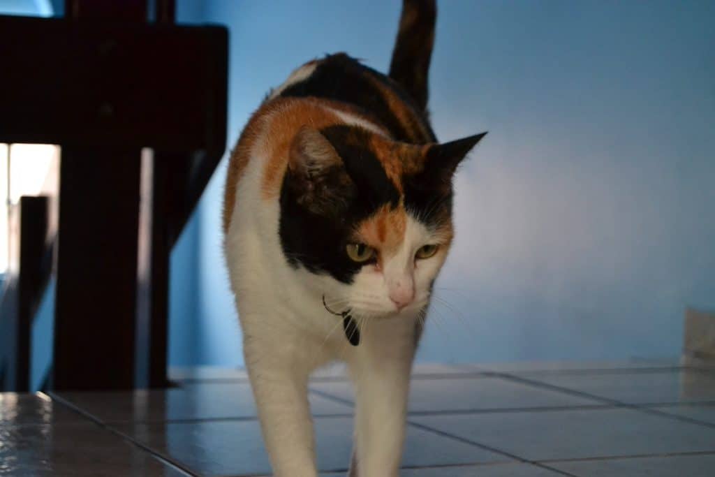 gata tricolor fêmea