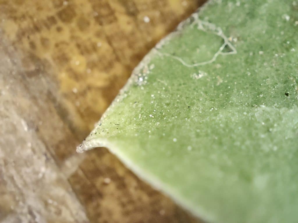 Foto com a câmera macro do Realme GT 2 Pro (Imagem: André Fogaça/Olhar Digital)