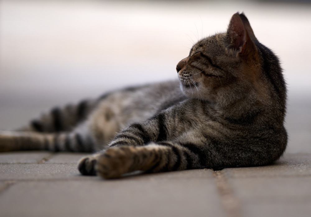 gato dormindo