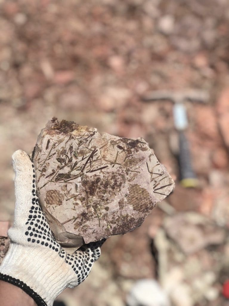 O parque de fósseis de Cerro Chato era considerado perdido há décadas, mas foi redescoberto em 2019 e, agora em 2022, um estudo conduzido por especialistas brasileiros amplia a capacidade de pesquisa da região