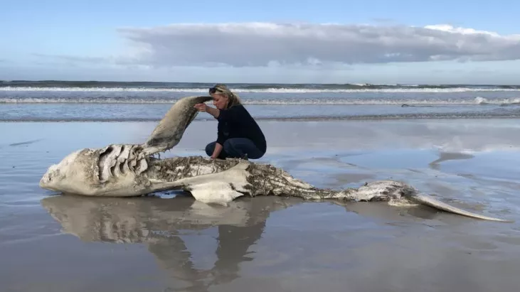 O corpo (do que sobrou) de um tubarão branco, identificado por ONG sul-africana como uma das vítimas das duas orcas que apareceram em seus territórios