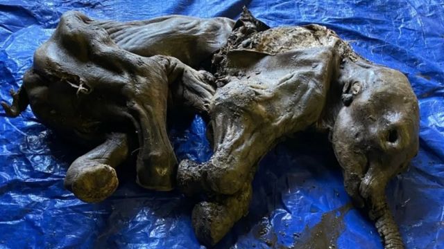 Bebê mamute congelado encontrado no Canadá. Foto: Governo de Yukon