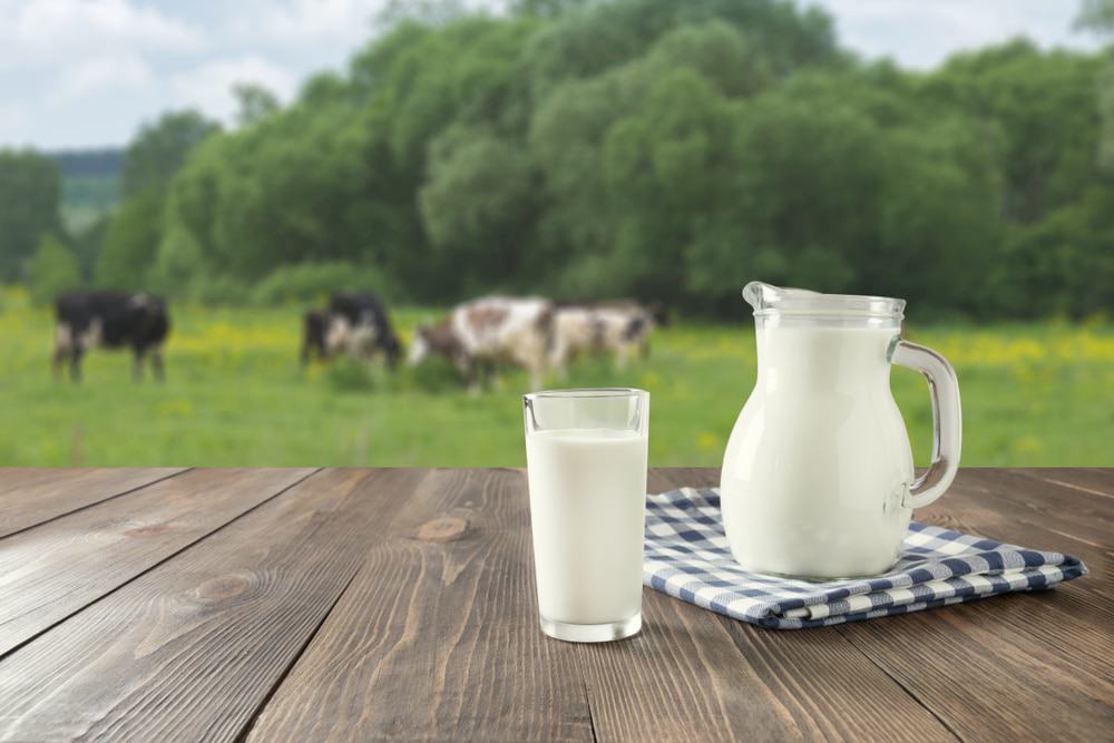 Um copo e uma xícara de leite em cima de uma mesa com vacas no fundo