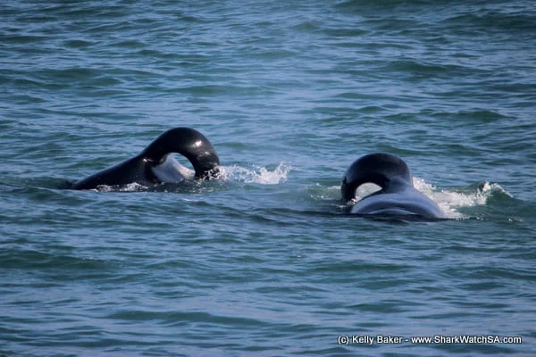 As orcas "Port" e "Starboard", que vêm ganhando notoriedade por assassinarem tubarões brancos no litoral da África do Sul