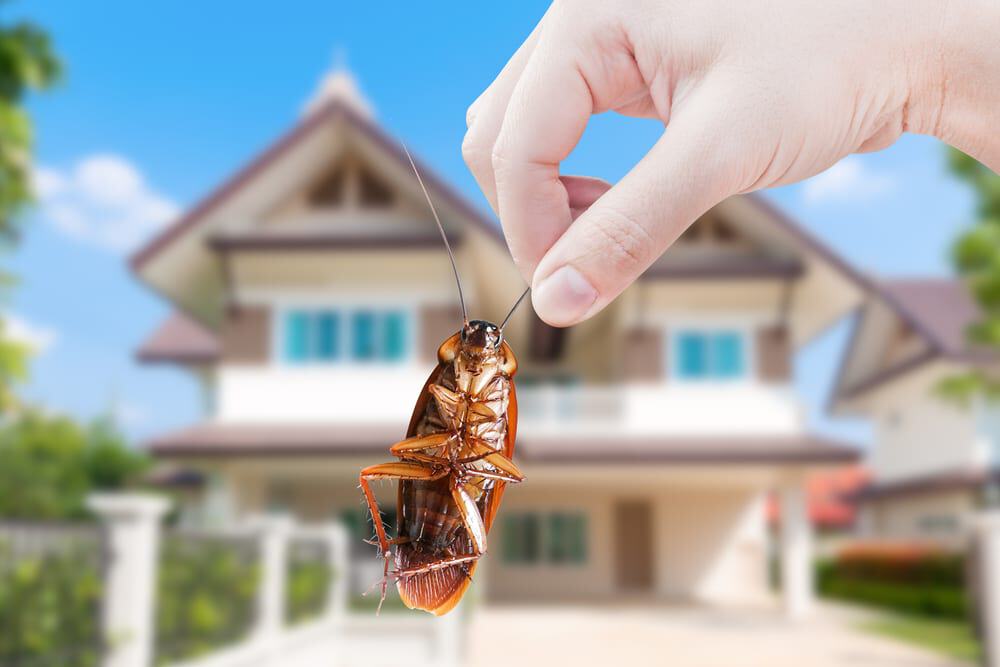 Mão humana segurando uma barata com uma casa ao fundo.