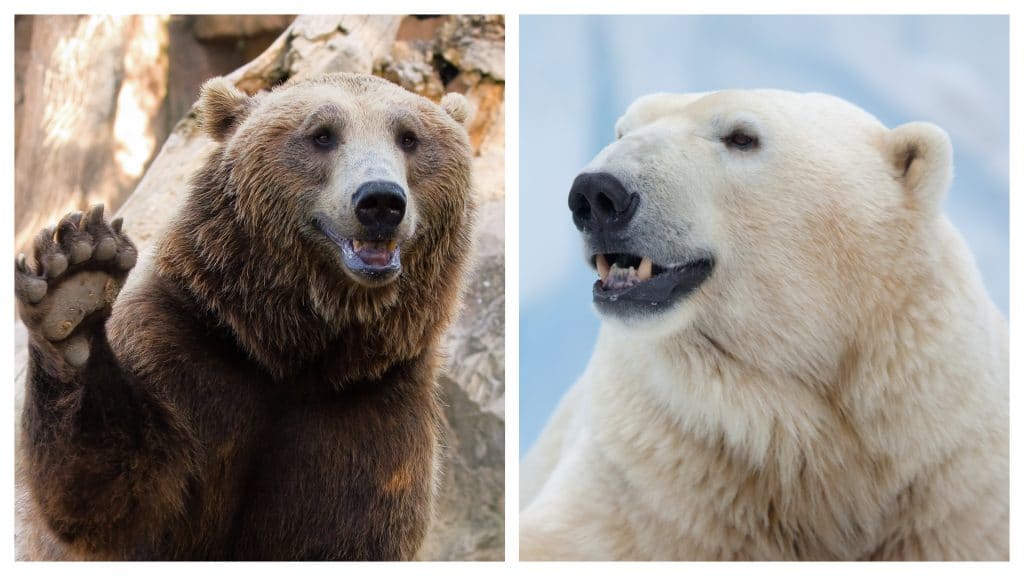 Qual é o maior carnívoro do mundo? Decidir qual é o maior animal carnívoro do mundo é uma tarefa complicada, mas existem algumas respostas para essa pergunta. Muitos podem pensar em tigres, ursos, até tubarões, porém a resposta é um pouco diferente. Qual é o maior carnívoro do mundo?