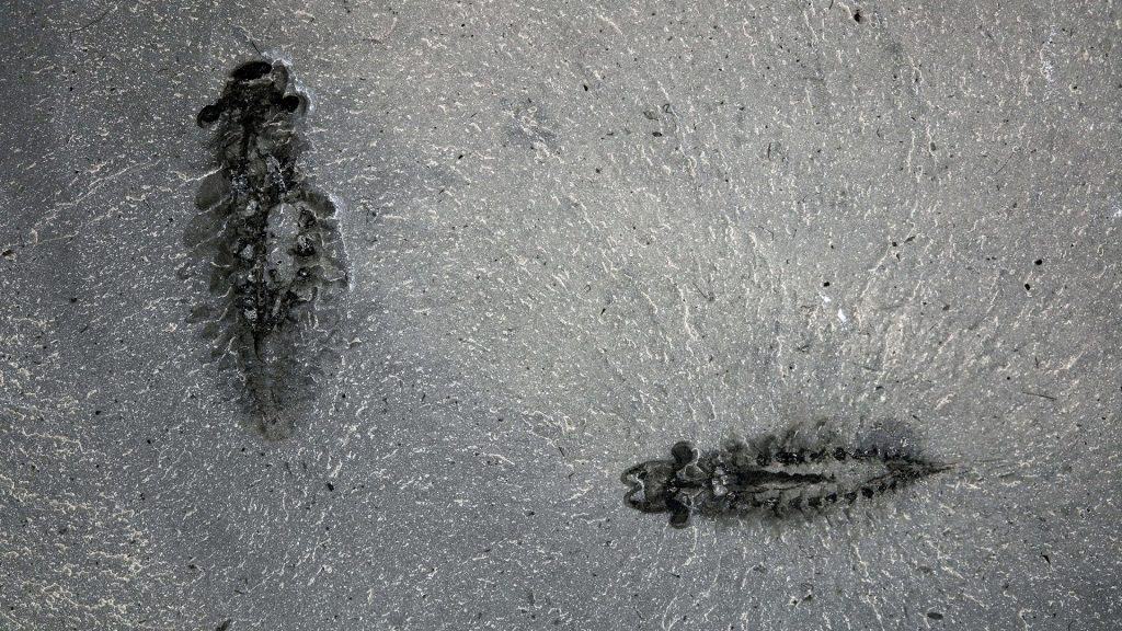 O fóssil do parasita cambreano Stanleycaris hirpex, um precursos dos insetos artrópodes modernos: material encontrado no Canadá traz detalhes da evolução cerebral dos insetos predadores de hoje
