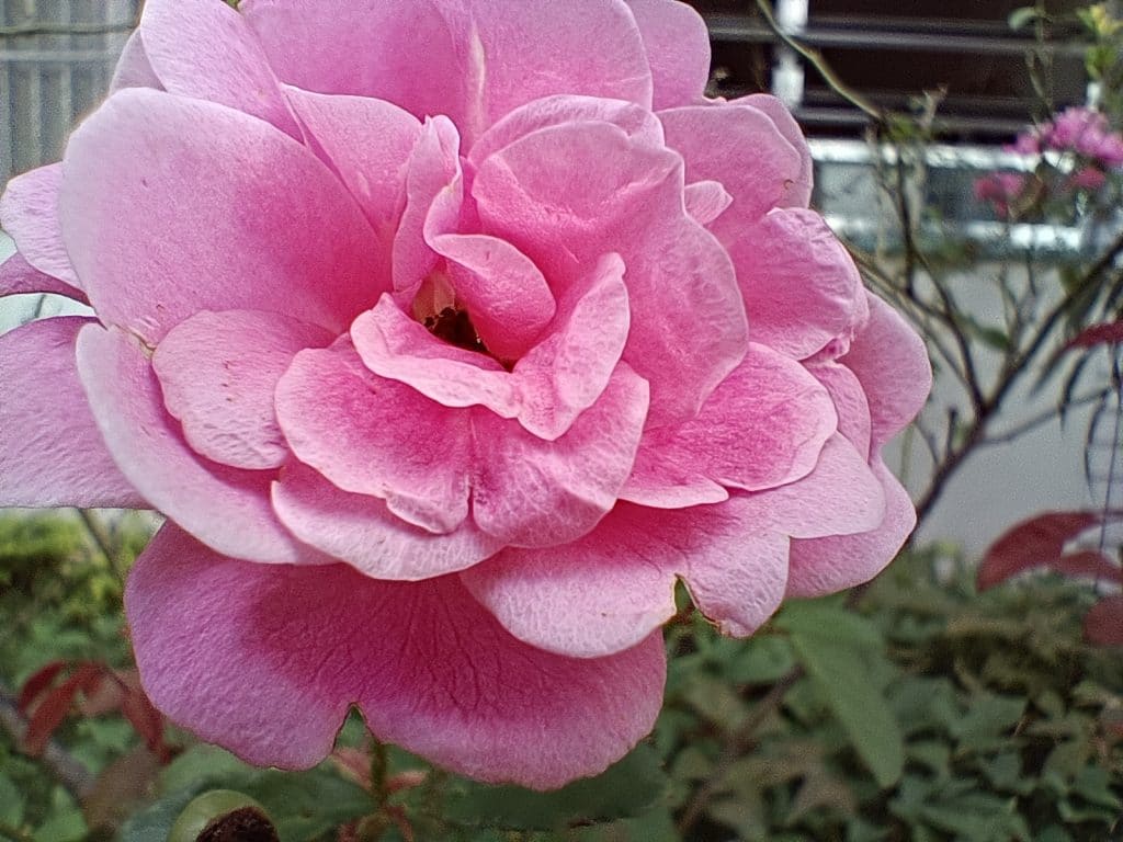 Foto com a câmera macro do Realme 9 Pro+ (Imagem: André Fogaça/Olhar Digital)