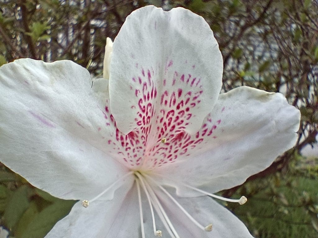 Foto com a câmera macro do Realme 9 Pro+ (Imagem: André Fogaça/Olhar Digital)
