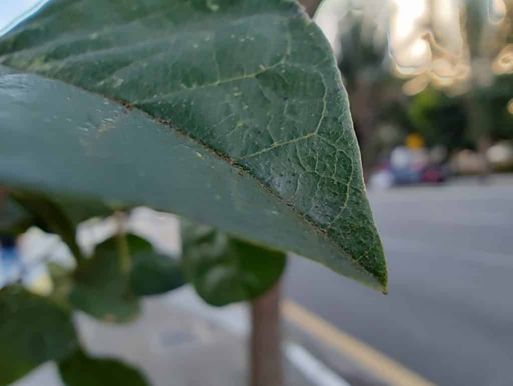 Foto com o sensor ultrawide do Motorola Edge 30 (Imagem: André Fogaça/Olhar Digital)