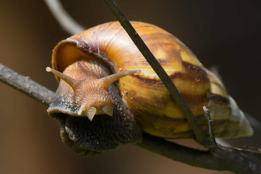 Uma lesma gigante africana, claramente fazendo deboche para a foto: exemplares da espécie podem crescer até 20 centímetros e comem praticamente tudo o que verem pela frente