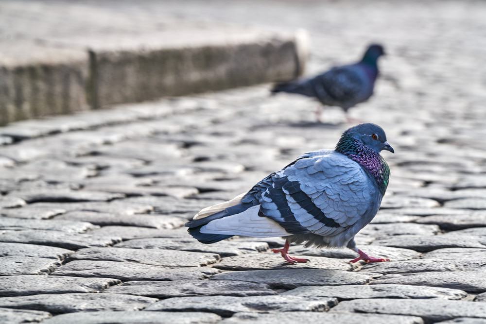 O ancestral do pombo comum acabou cruzando com sua espécie contemporânea, dando origem a uma hibridização do animal que está suplantando os animais precursores, quase levando-os à extinção