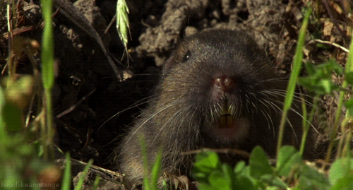 Ainda falta o chapéu de palha e o cigarro sem filtro, mas essencialmente, a marmota é um mamífero fã da agricultura, assim como os humanos