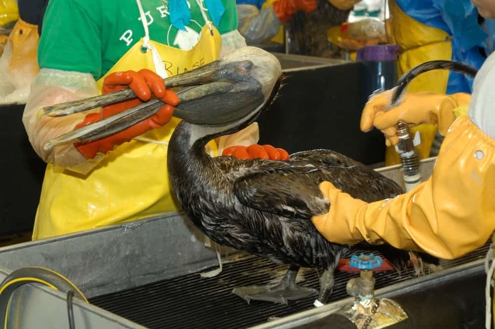 Pelicano coberto por petróleo